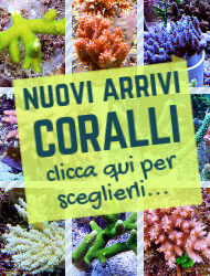 NUOVI ARRIVI CORALLI ... clicca qui per sceglierli